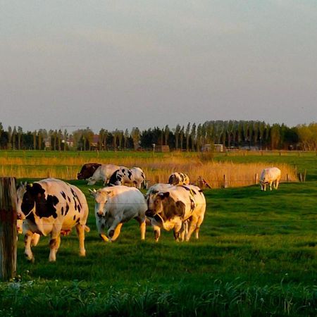 Gastenverblijf Hof Moye Tyt Middelkerke Zewnętrze zdjęcie